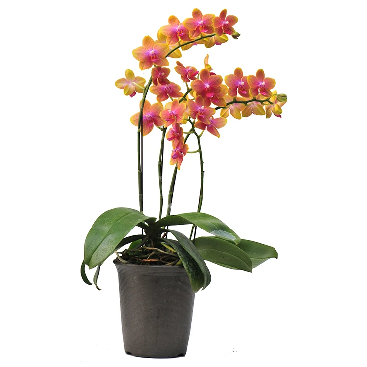 
tissue natural phalaenopsis live orchid plants 