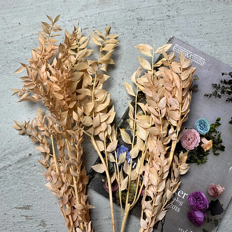 Yunnan Concise style Natural green flower Preserved Ruscus leaves for home decoration