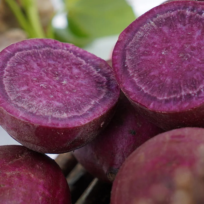 
High quantity for exports calming for stomach sweet potato purple from China 