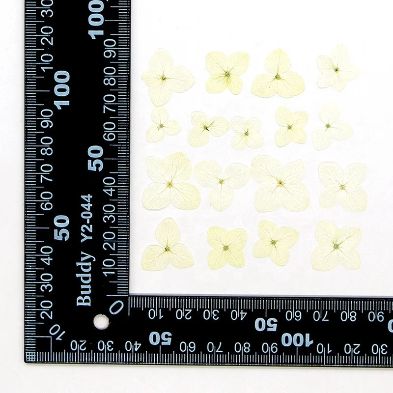 Wholesale Diy Handmade Nail Art Material dried flowers pressed Anna hydrangea flower for Bookmark and Phone case
