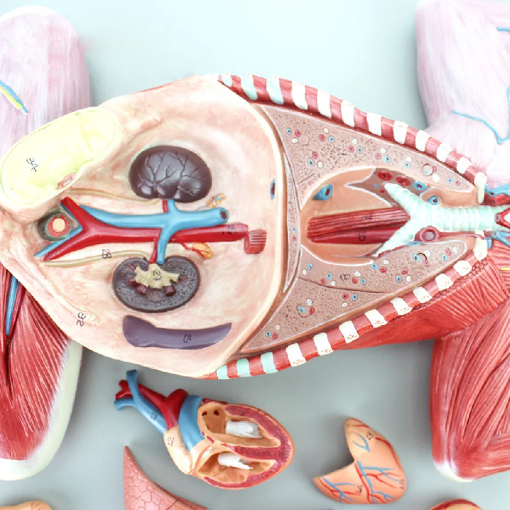 Cat anatomical model The anatomical structure of organs internal organs muscles and nerve cats