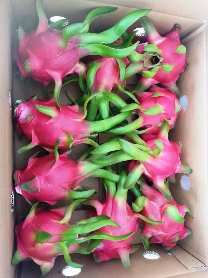 
Red/White flesh dragon fruit from Vietnam with great price, limited offer! 