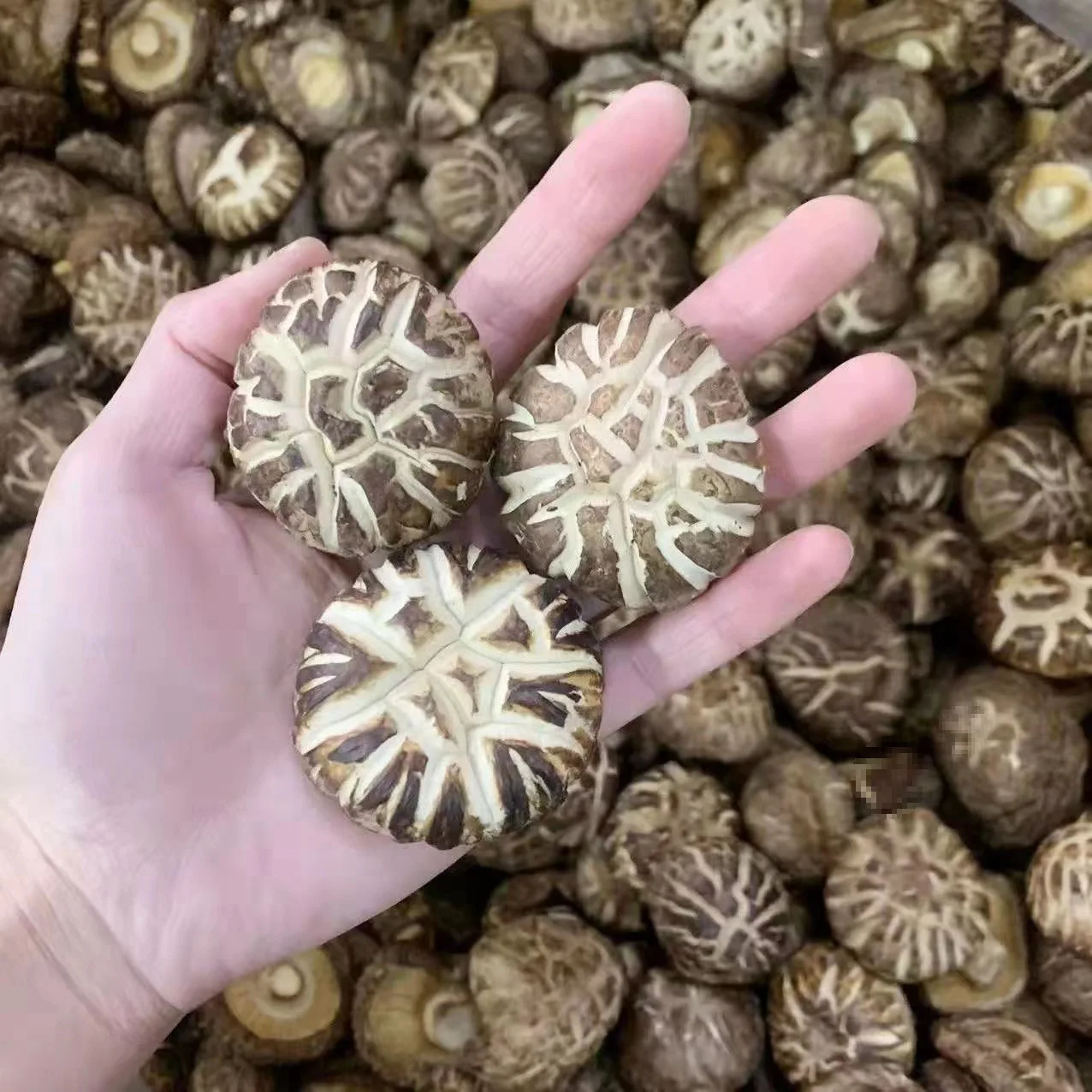 Processing Wholesales Competitive Price Type Origin Dry Mushroom