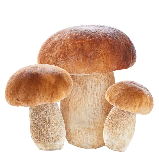 China finc fresh mushrooms cultivate morilles yellow boletus matsutake mushroom