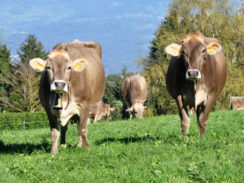 Parda alpina oxes bulls