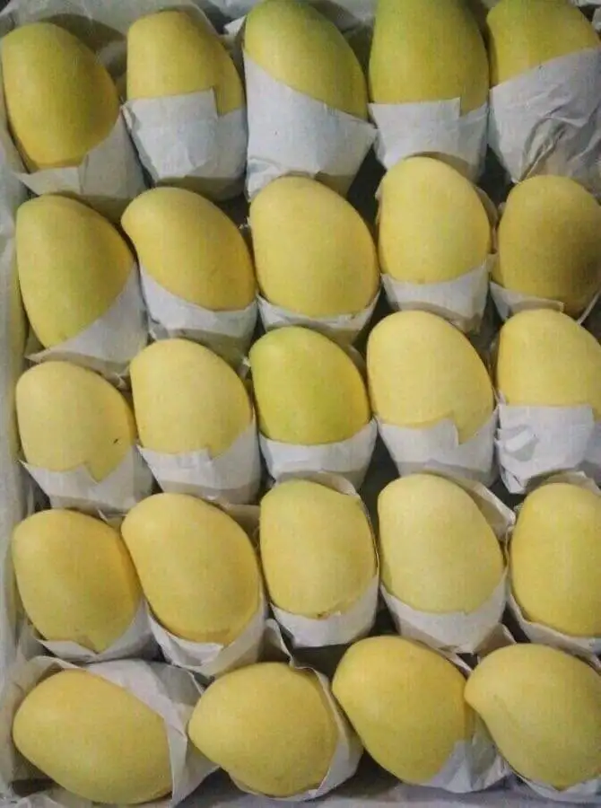 
Have GAP CertificationBest Price The Top Recommend For High Fresh Green Mango Shipping From Vietnam 
