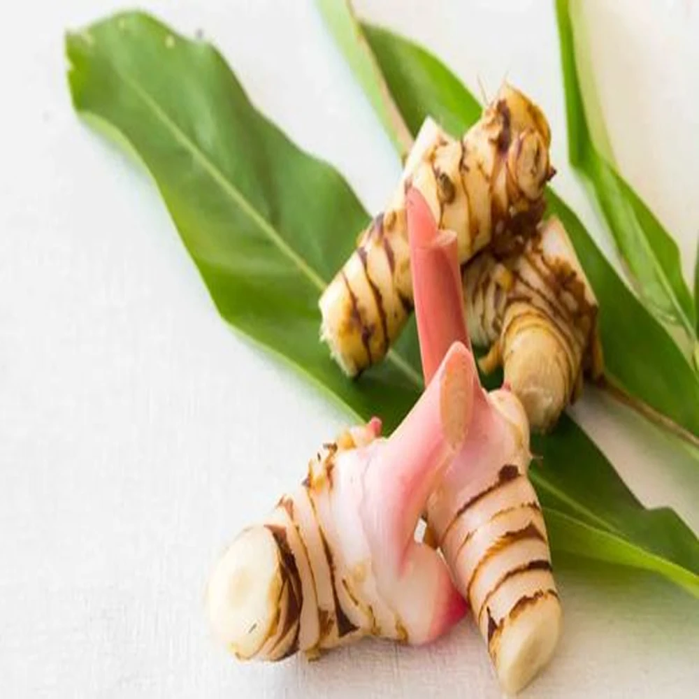 Lesser Galangal With High Quality and Stable Quantity ISO/HACCP/GLOBAL GAP Viet Nam Manufacturer +84962246940 (Whatsapp/Viber)