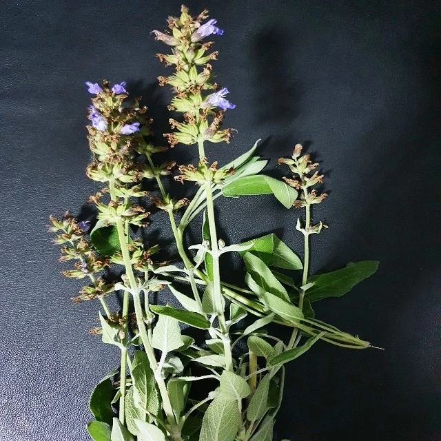 
Sage Oil - Natural Greek Sage Oil 