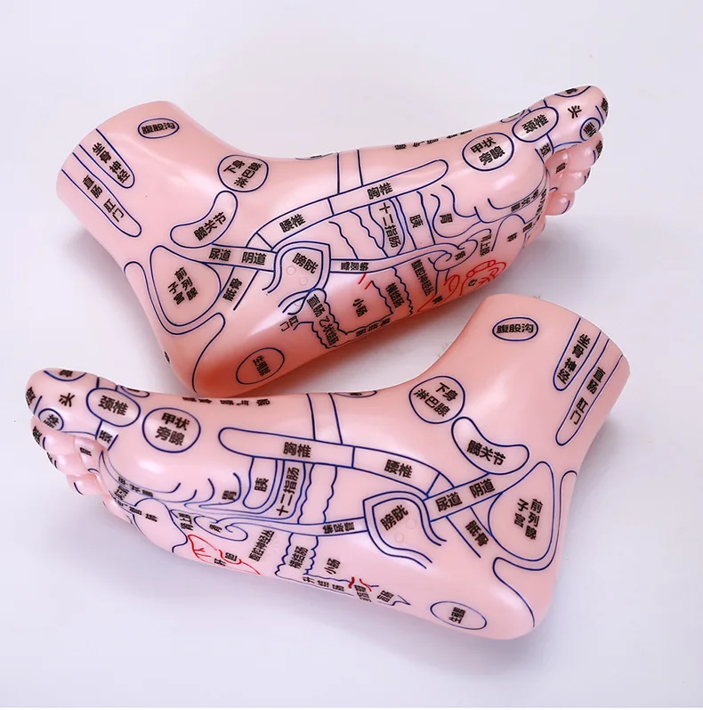 Medical students teach traditional Chinese acupuncture and massage model AIDS for feet