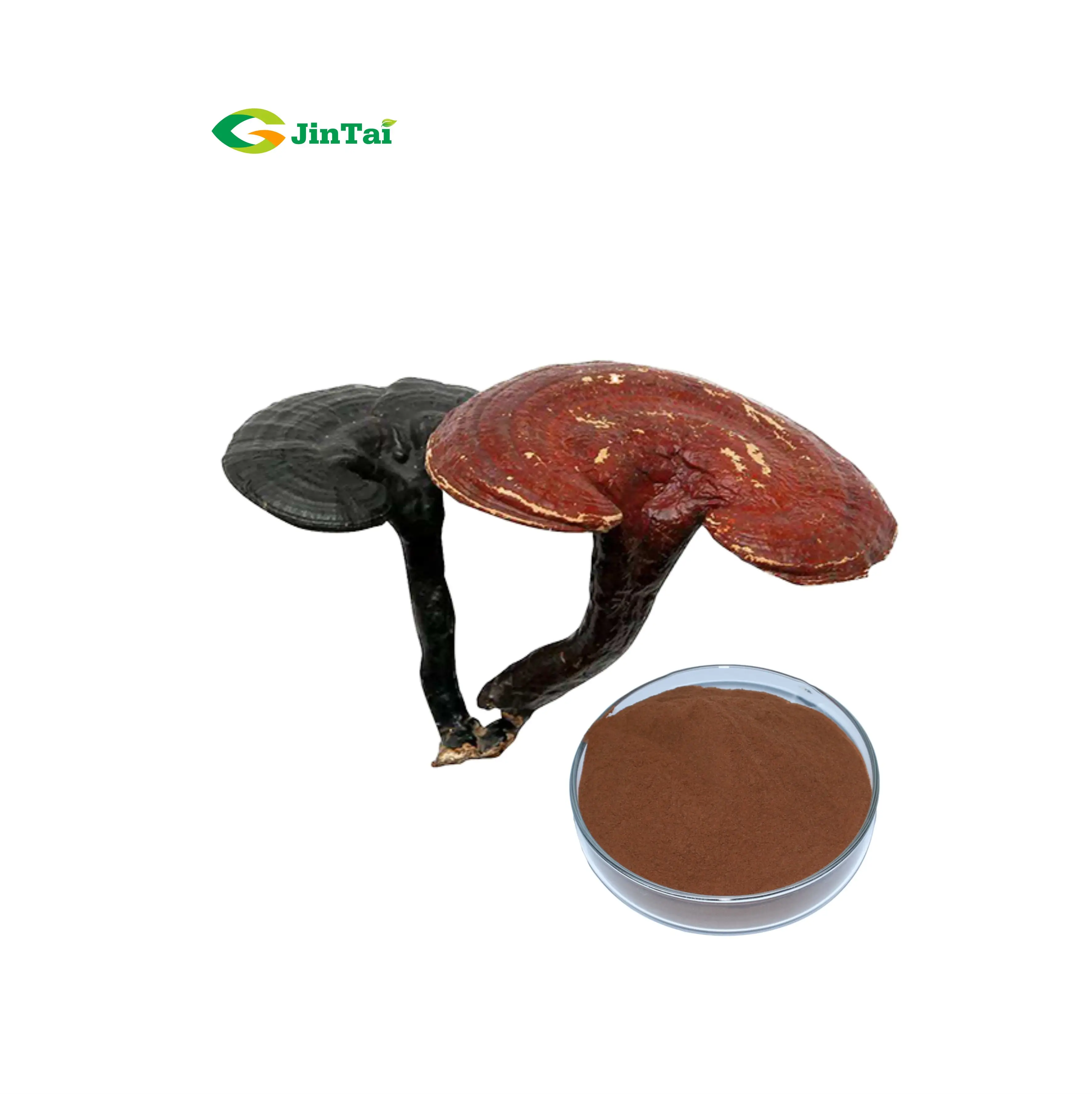 high quality reishi mushroom extract ganoderma lucidum extract