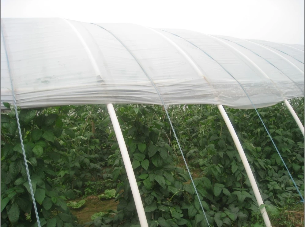 Bags Grapes Fruit Cover Protection Plastic Bag Anti UV Low Cost Wholesale for Vegetable 50mic in Stock Single Span Tunnel