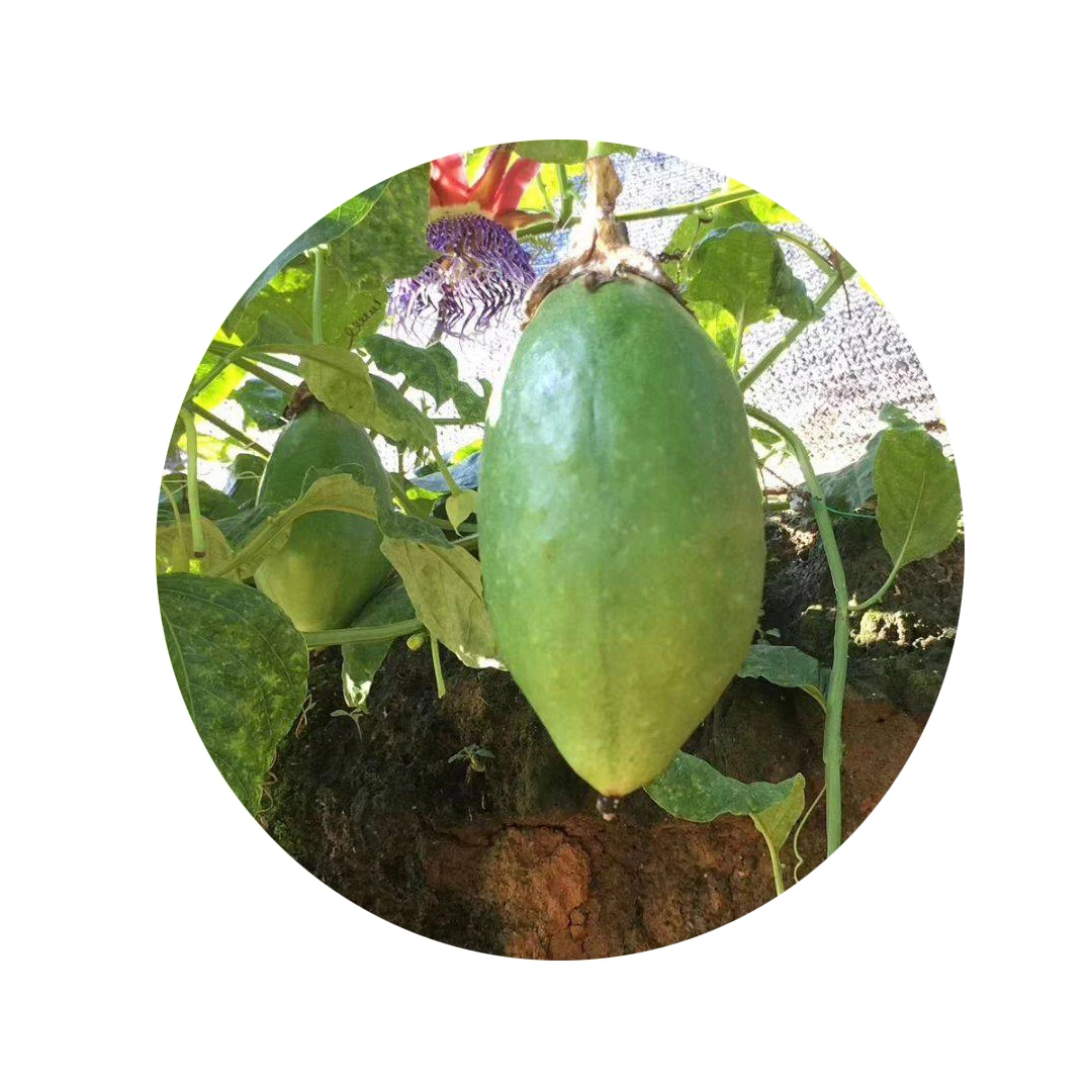 High quality 50grains Taiwan Papaya Passiflora edulia Sims seeds