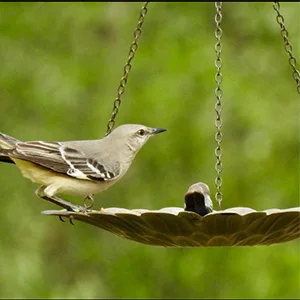 Hanging Garden Metal Bird feeder with Daisy design Garden Supplies Backyard Patio Decor Garden landscaping&decking