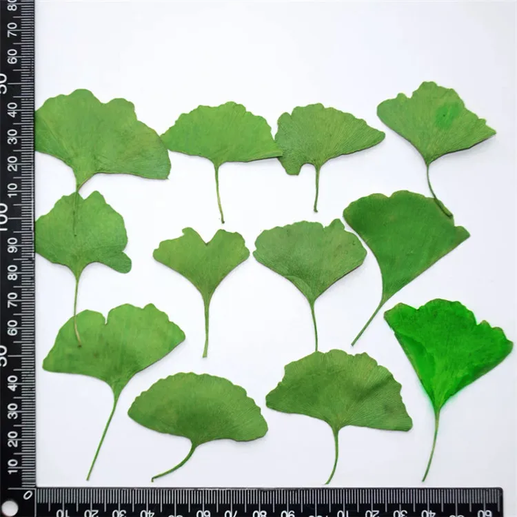 Real Dried Pressed Flower Gingko Leaf