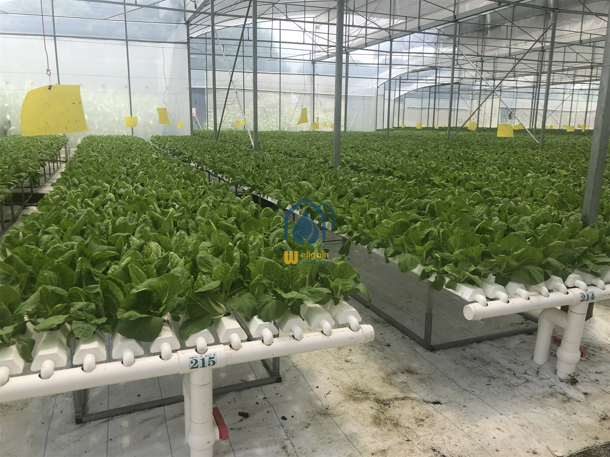 wholesale 100*50 hydroponic rectangular pvc tube / pipe