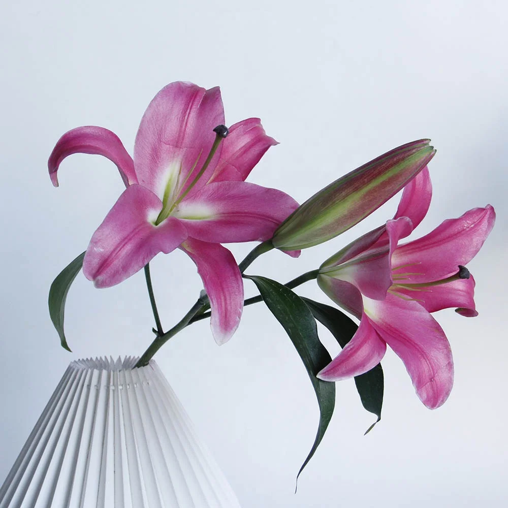 Yunnan Kunming Fresh Cut Flower High Quality Fresh Cut Lily Sino Red Flowers For Florist Decorative Gift