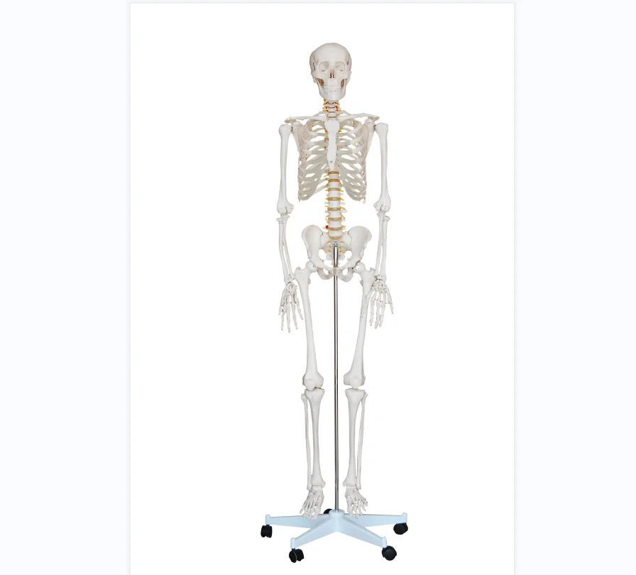 Life-Size Human Skeleton 180cm