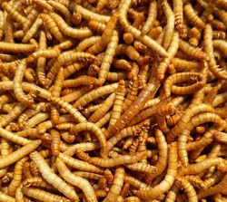 Сушеные mealworms для еды
