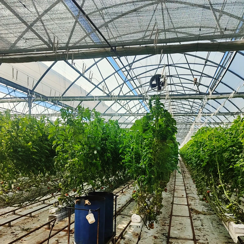 Agriculture Industrial Tunnel Greenhouse with Strong round Arch Economically Viable Plastic Film Greenhouse Structure