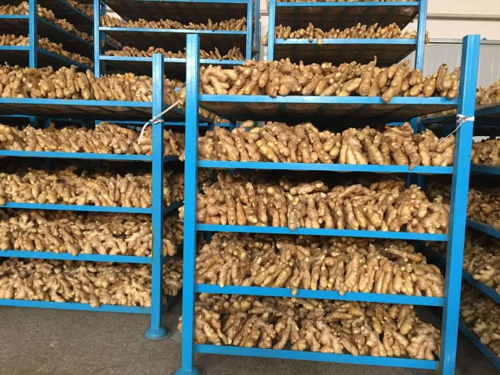 Свежие овощи из Китая промытый имбирь свежий имбирь