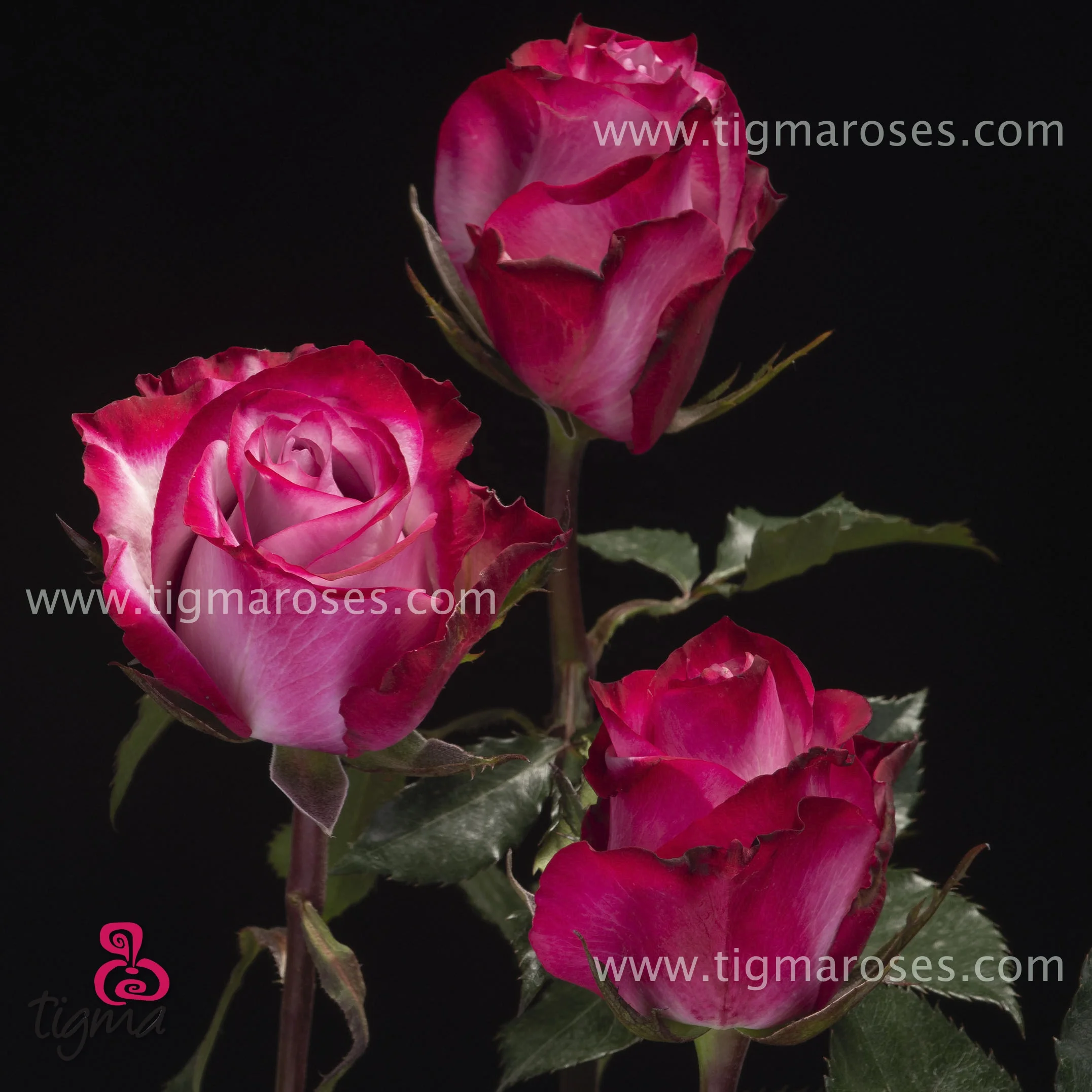 Эквадор Роза Вишневый бренди натуральные свежие цветы длинный стебель резные розы для оптовой продажи и свадьбы от Tigma