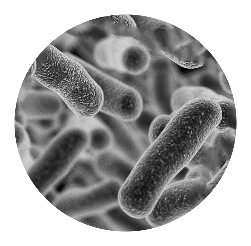Высокое качество Lactobacillus Gasseri
