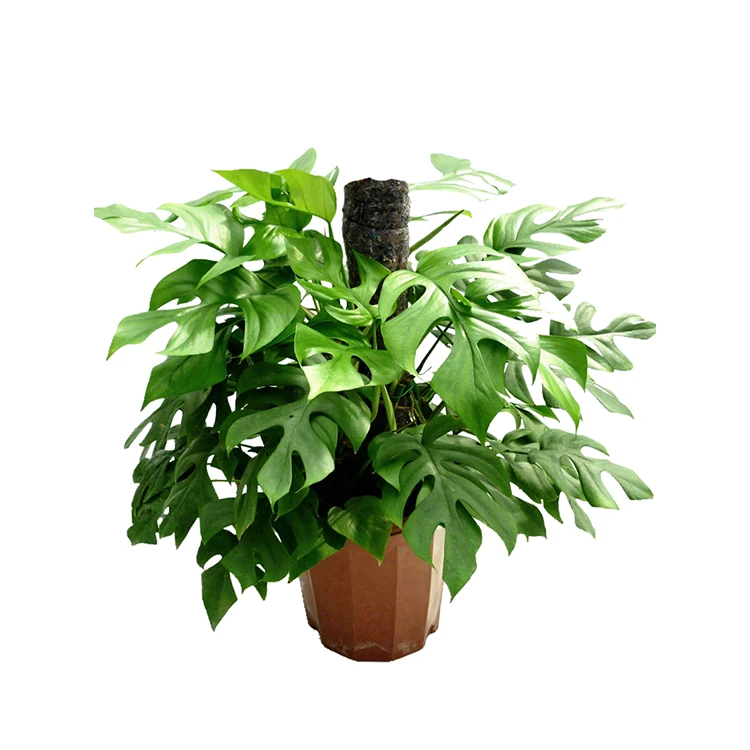 
Philodendron Minima 