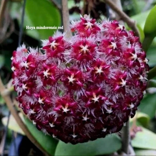  Hoya завод из Таиланда