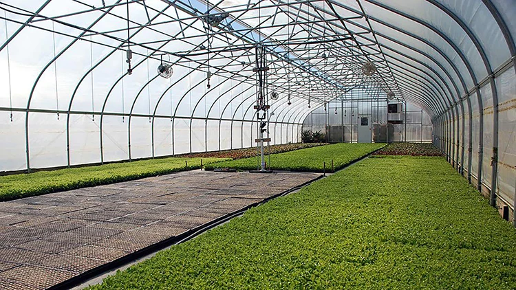 Skyplant Commercial Greenhouse  Low Cost Customized Single Span Plastic Film Greenhouse with Cooling System