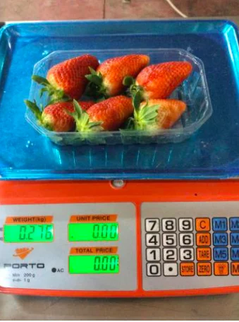 Wholesale high quality purchase specification fresh whole sweet tomatoes