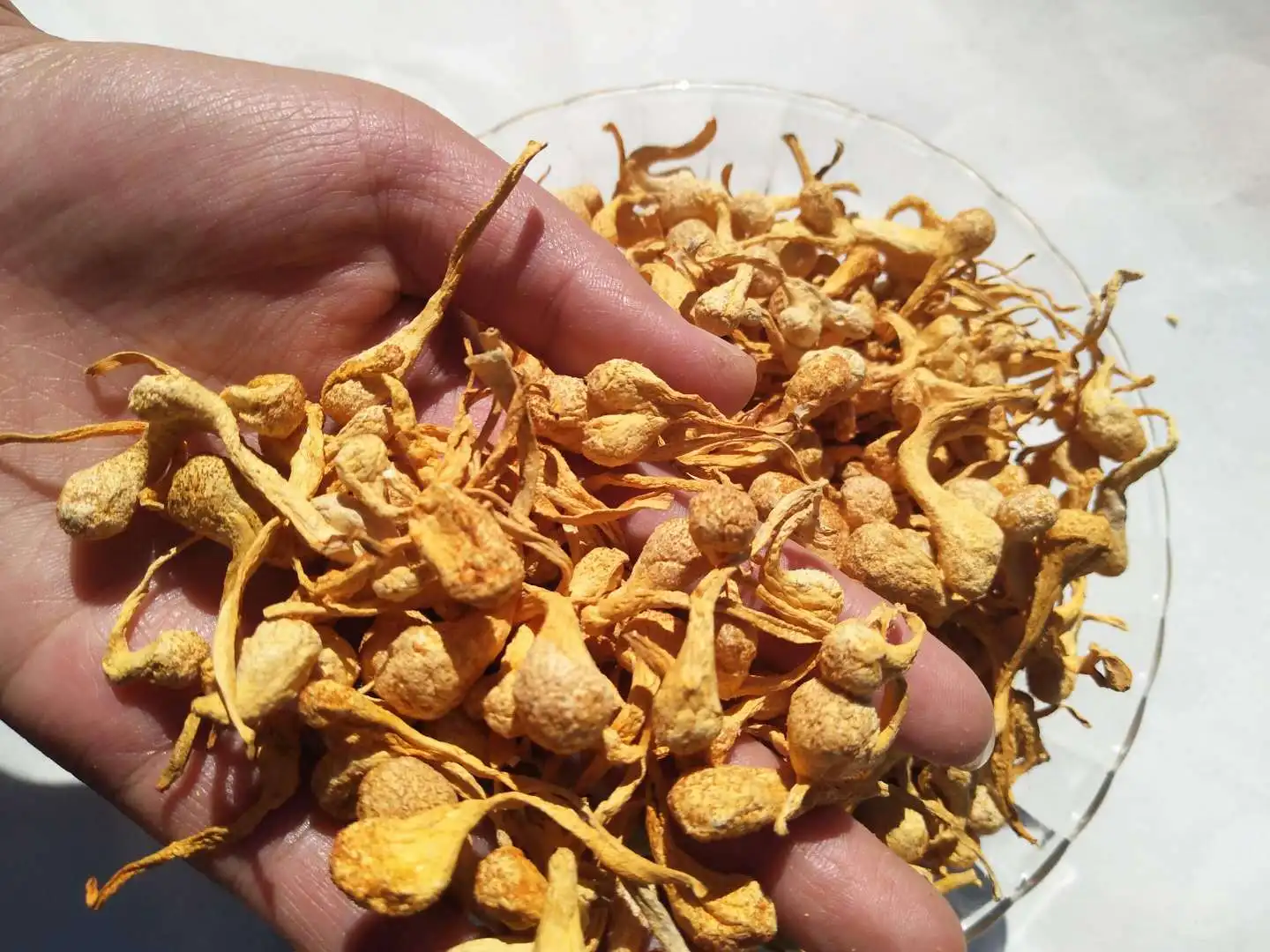 DETAN wholesale High quality Organic dried cordyceps militaris mushroom
