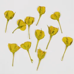 Real Dried Pressed Flower Rose Bud with Branch