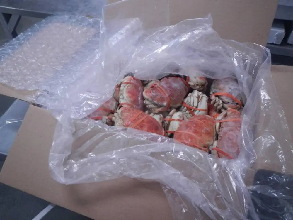 
now available cheap price jonah claws seafood live crab 