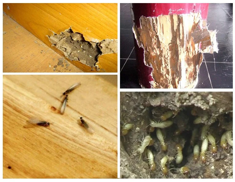 To prevent termite  detector medicine one nest end to kill termites