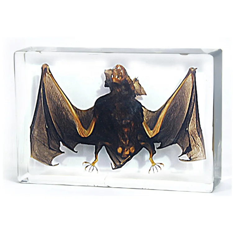 Real Bat Transparent Resin Decoration Bat Safe Educational Specimen Customized Design Halloween Decorative