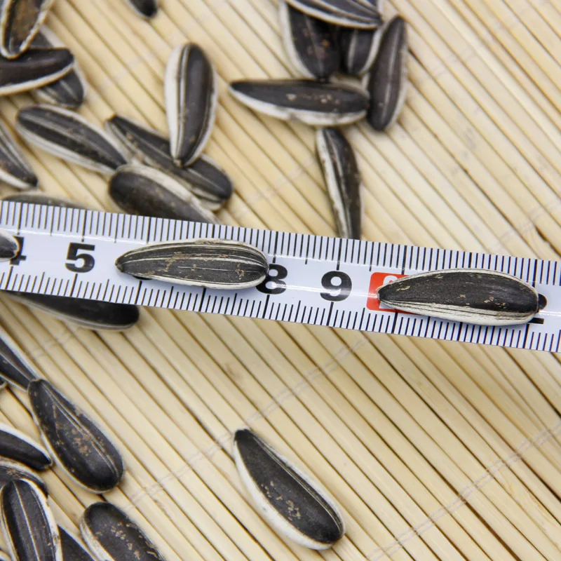 Wholesale Cooked and Striped Sunflower Seeds for Human Consumption in Premium-quality with Price