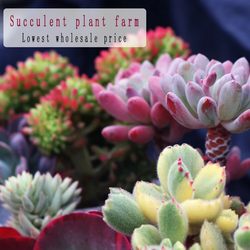
artifical succulent plants big Live succulent plants natural indoor for desk China plant farm 