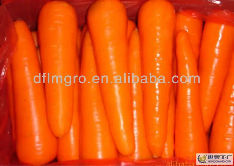 Middle East Market Southeast Asia Market Low Price Fresh Carrots