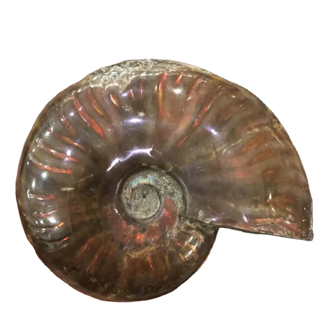Natural Rainbow Ammonite Fossil Snail Conch Fossil Sakura fossil Specimen