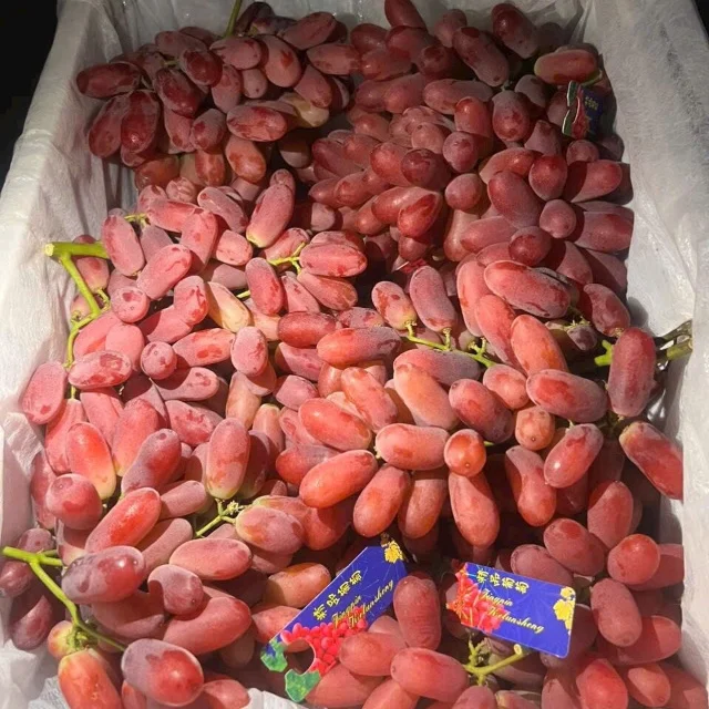 New Crop Delicious Green Grapes Organic Grapes Fresh Fruit Red Grape For Sale