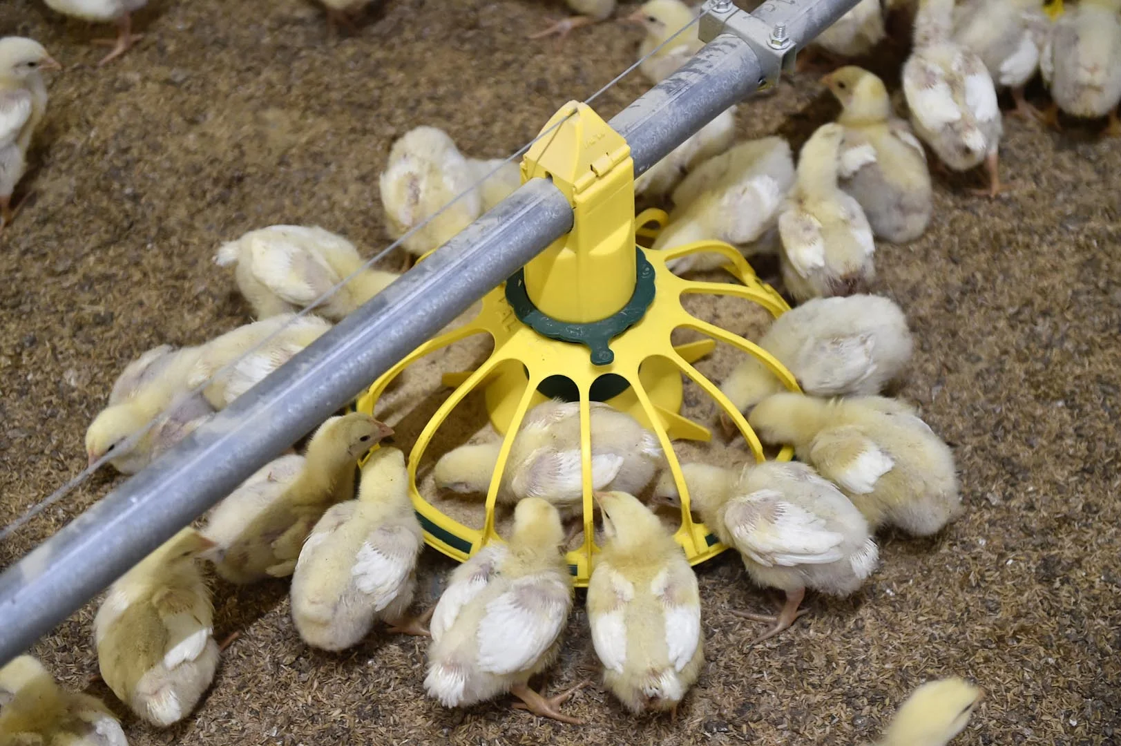 2024 China High Quality Modern Broiler Equipment Poultry Shed Design Chicken Farm Steel Structure