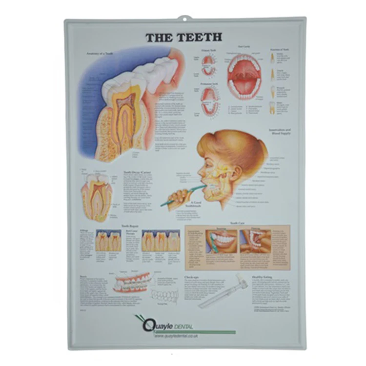 The Educational Plastic 3D Medical Urinary Tract Anatomical Wall Charts/Poster