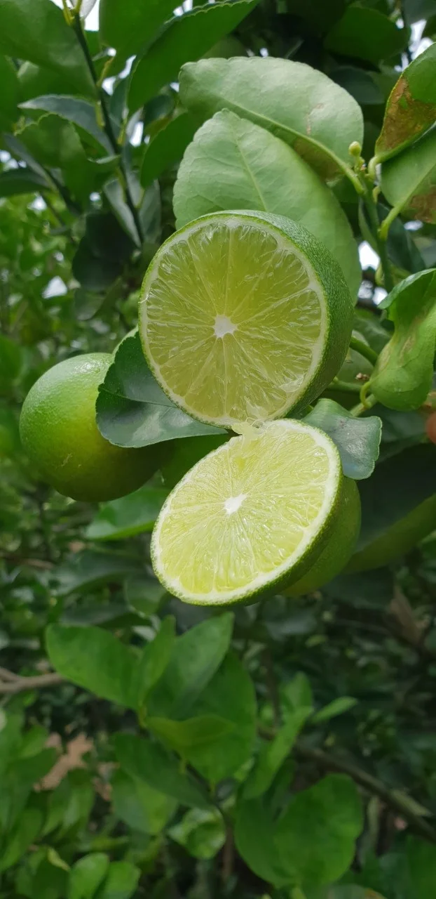 
BEST QUALITY SEEDLESS LEMON 2021 FROM VIETNAM 