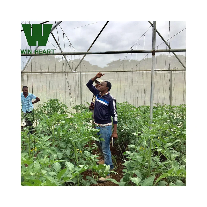 2024 Large Size High Tunnel Agricultural Greenhouse for Tomato Growing Green House