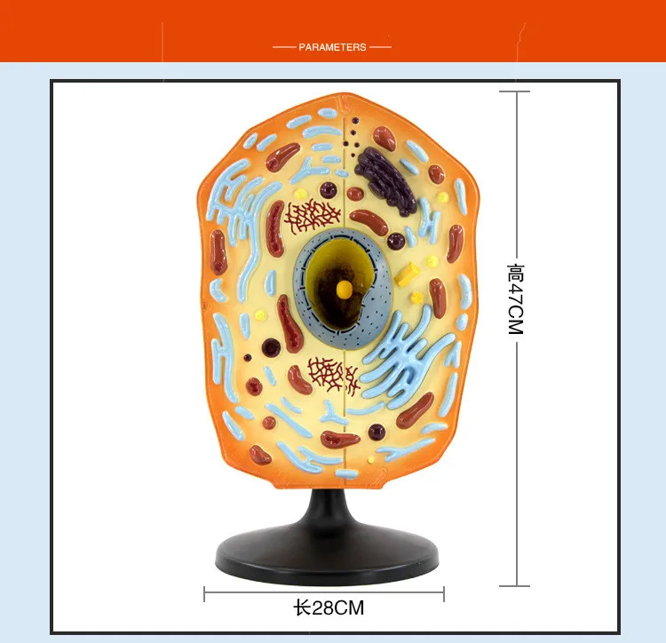 Enlarge Animal Cell Anatomical Model Cell Anatomy Model