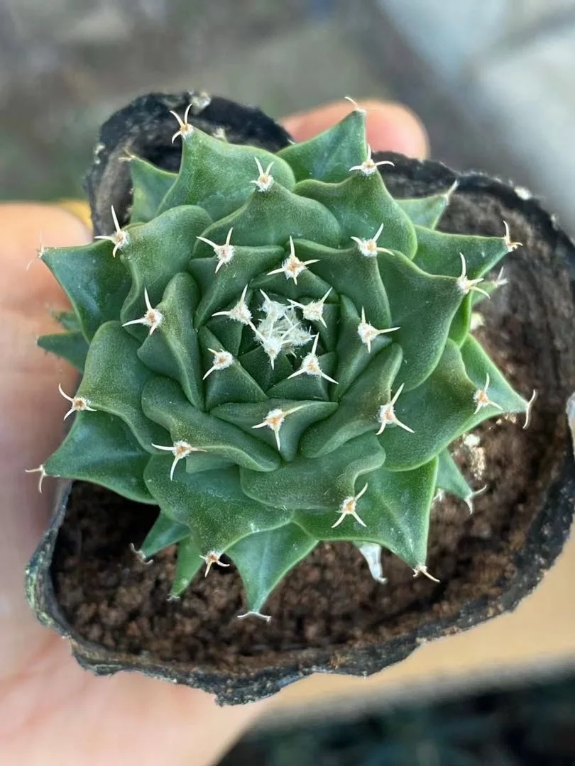 Flower A Cactus Orange Romantic Home Decorative Plant Cactus for Home Decor