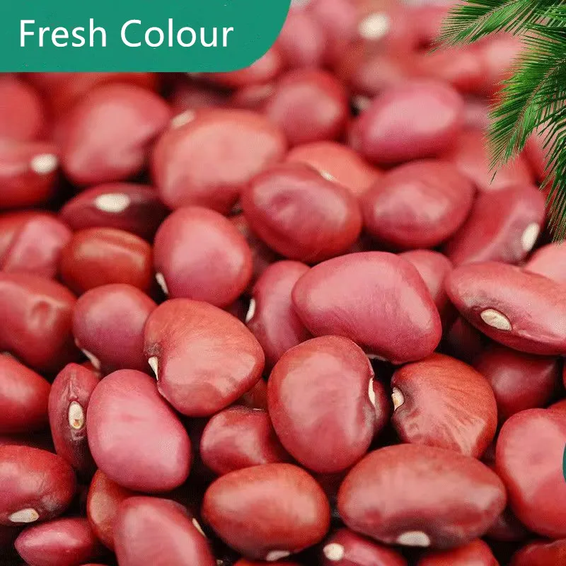 Dried Small Red Kidney Bean Good Quality Red Kidney Beans for Exporting