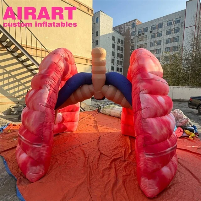 Healthy inflatable lung model, factory price inflatable lung for outdoor advertising
