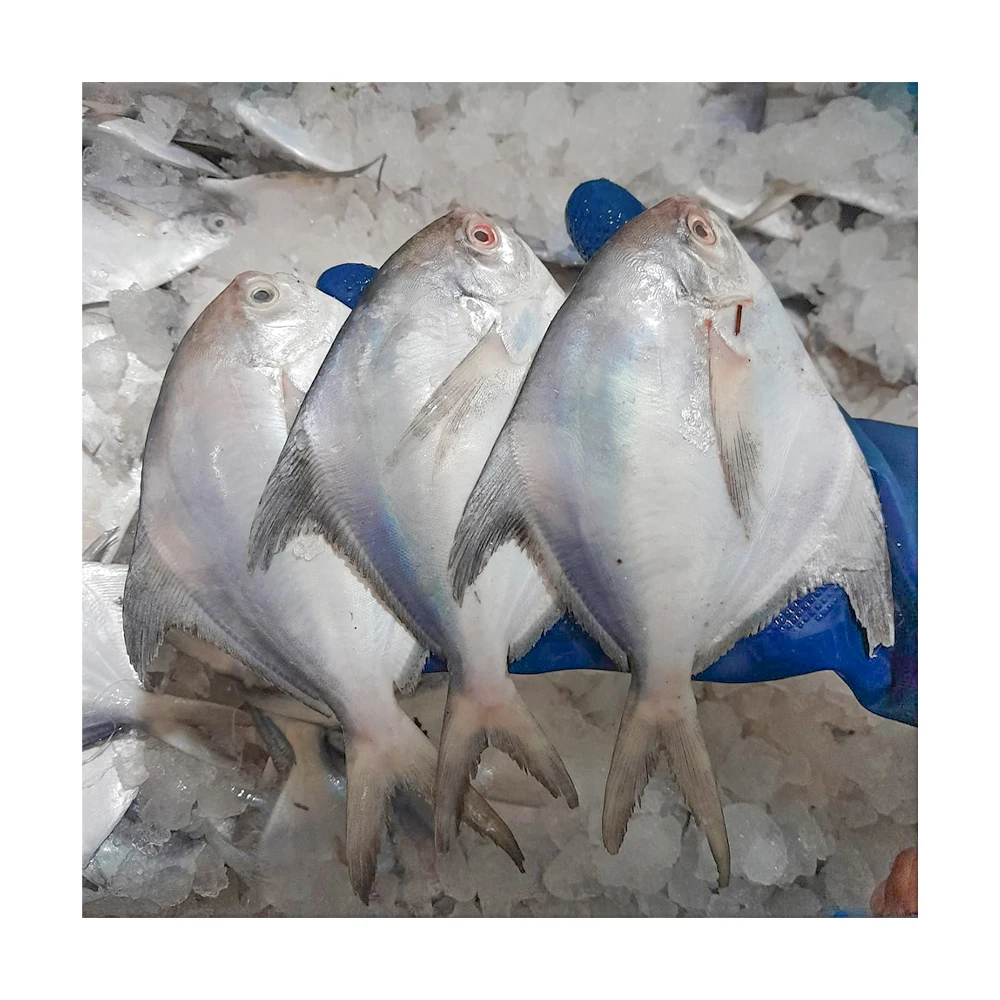 Frozen white pomfret fish frozen silver pomfret fish frozen silver pomfret exports