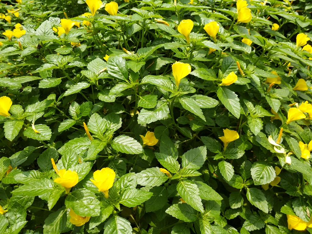 100% pure natural dried damiana leaves for tea